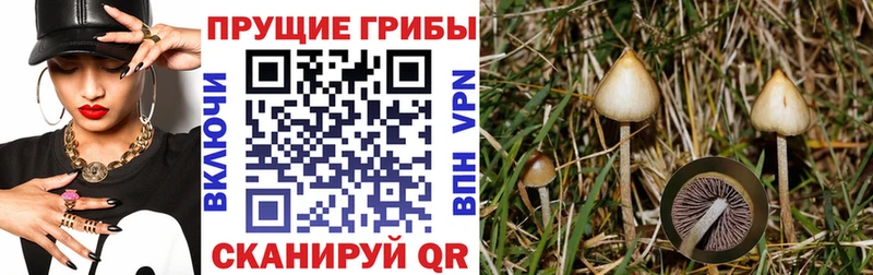 Купить закладки  Михайлов  Галлюциногенные грибы мухоморы 